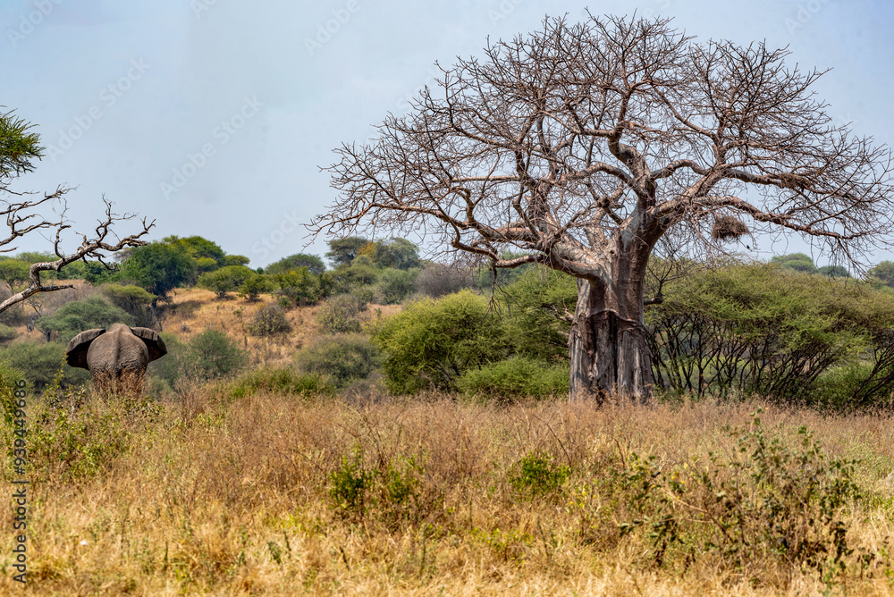 Baobabs at Tarangire National Park, Tanzania Baobabs at Tarangire National Park, Tanzania