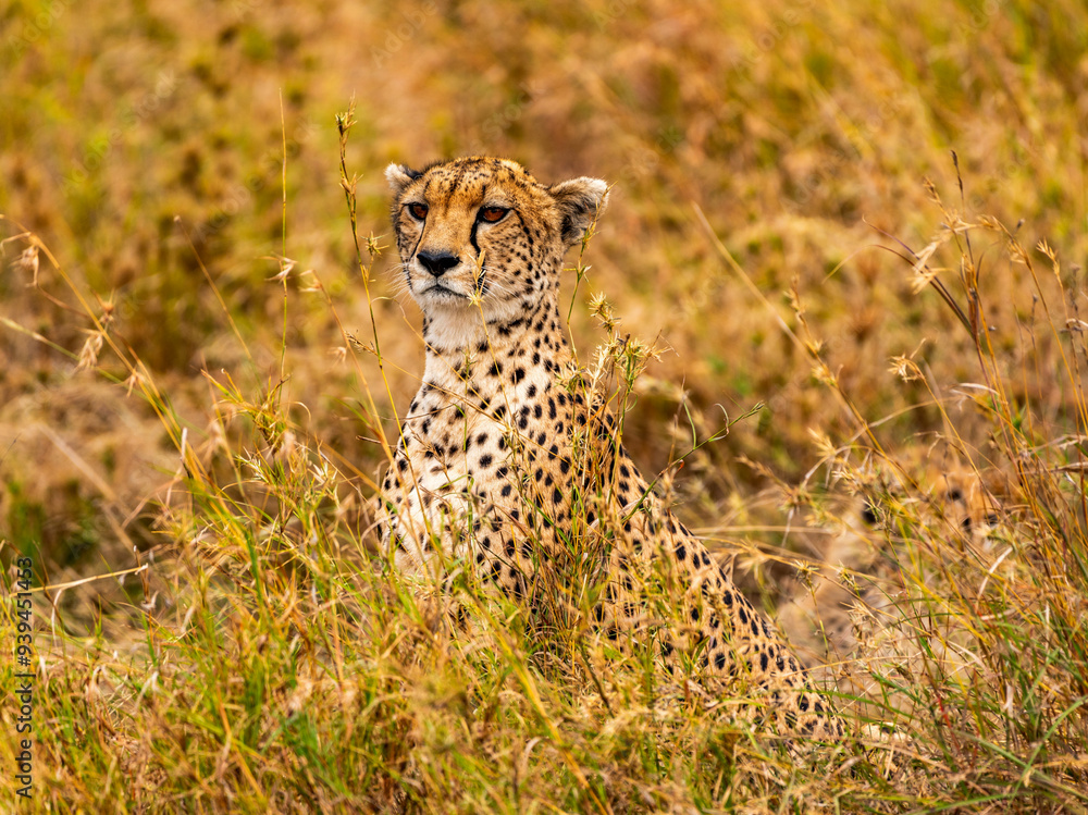 Fototapeta premium Cheetah, Serengeti National Park, Tanzania