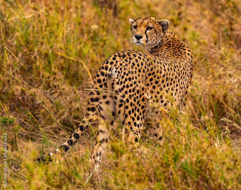 Cheetah, Serengeti National Park, Tanzania Cheetah, Serengeti National Park, Tanzania