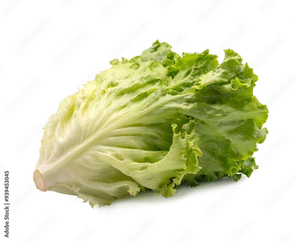Fresh green lettuce on white background for salad isolated on white background. with clipping path.