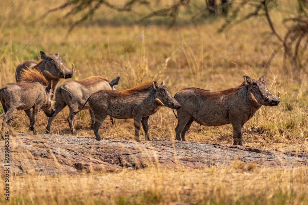 Warthogs at Serengeti National Park, Tanzania Warthogs at Serengeti National Park, Tanzania