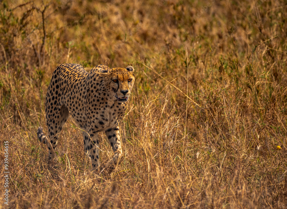 Naklejka premium Cheetah, Serengeti National Park, Tanzania