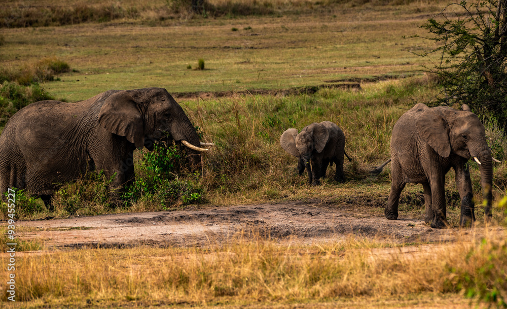 Fototapeta premium Elephants at Serengeti National Park, Tanzania