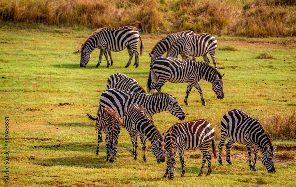 Fototapeta premium Zebras at Serengeti National Park, Tanzania