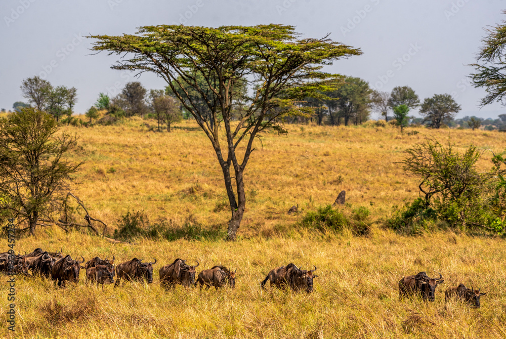 Fototapeta premium Wildebeest migration at Serengeti National Park, Tanzania