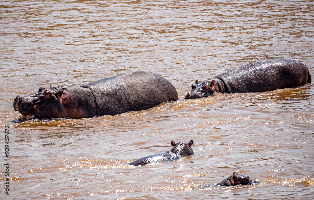 Fototapeta premium Hippos at Serengeti National Park, Tanzania