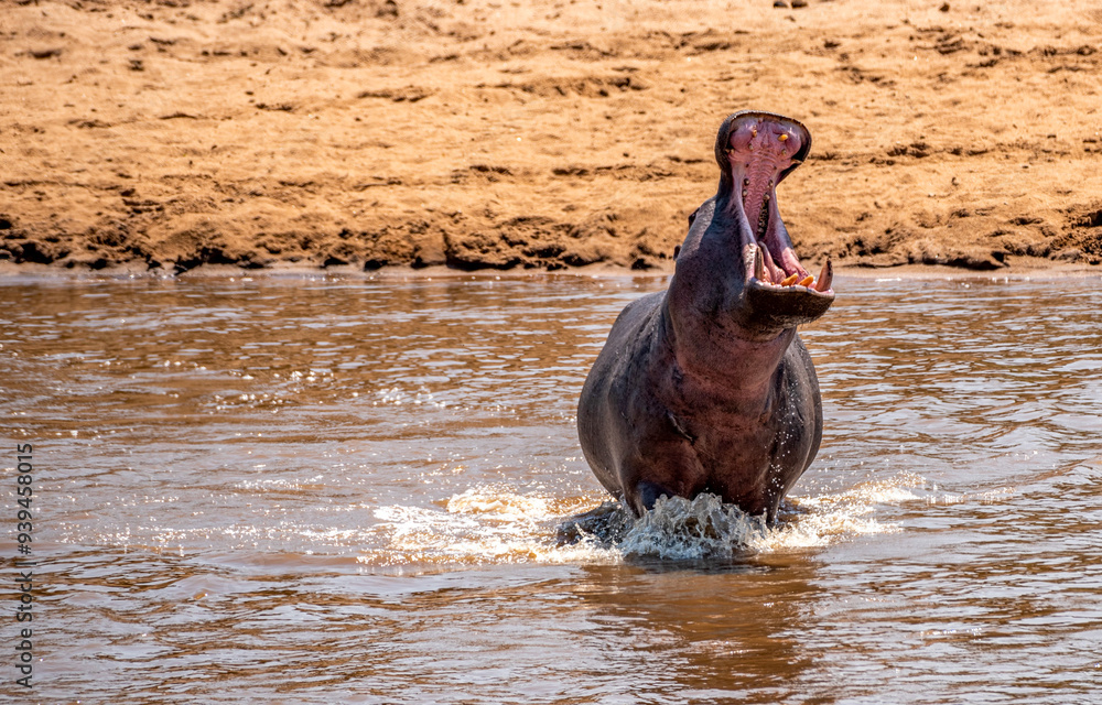 Fototapeta premium Hippo yawning at Serengeti National Park, Tanzania