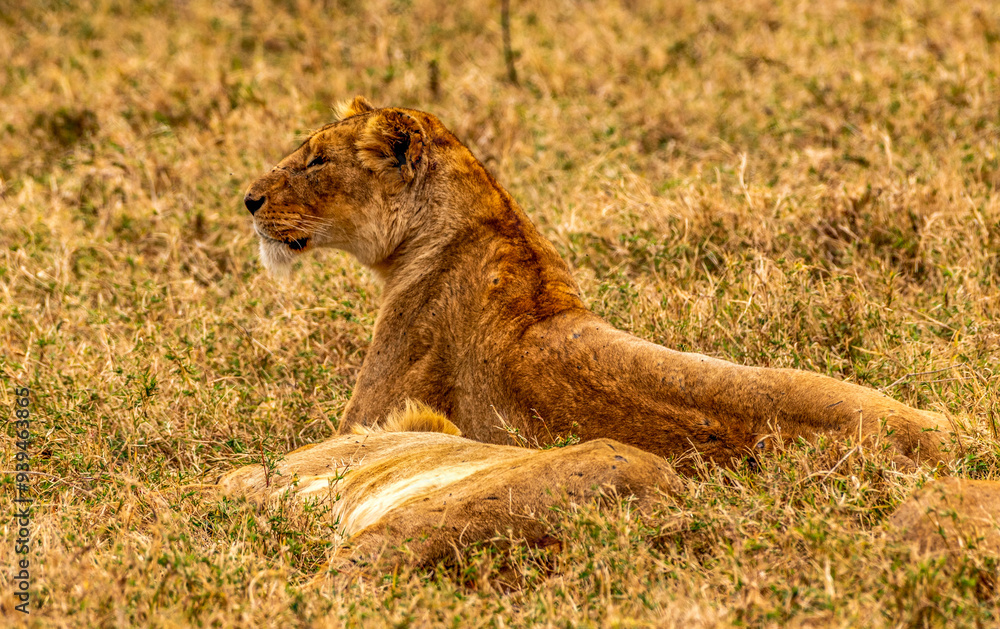 Naklejka premium Lions, Ngorongoro Conservation Area, Tanzania