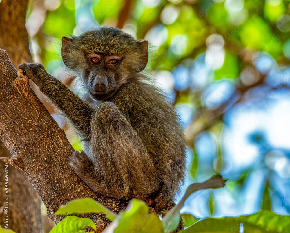Naklejka premium Baboon at Lake Manyara National Park, Tanzania