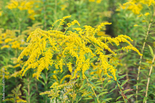 European goldenrod, .Solidago virgaurea yellow flowers closeup selective focus photo