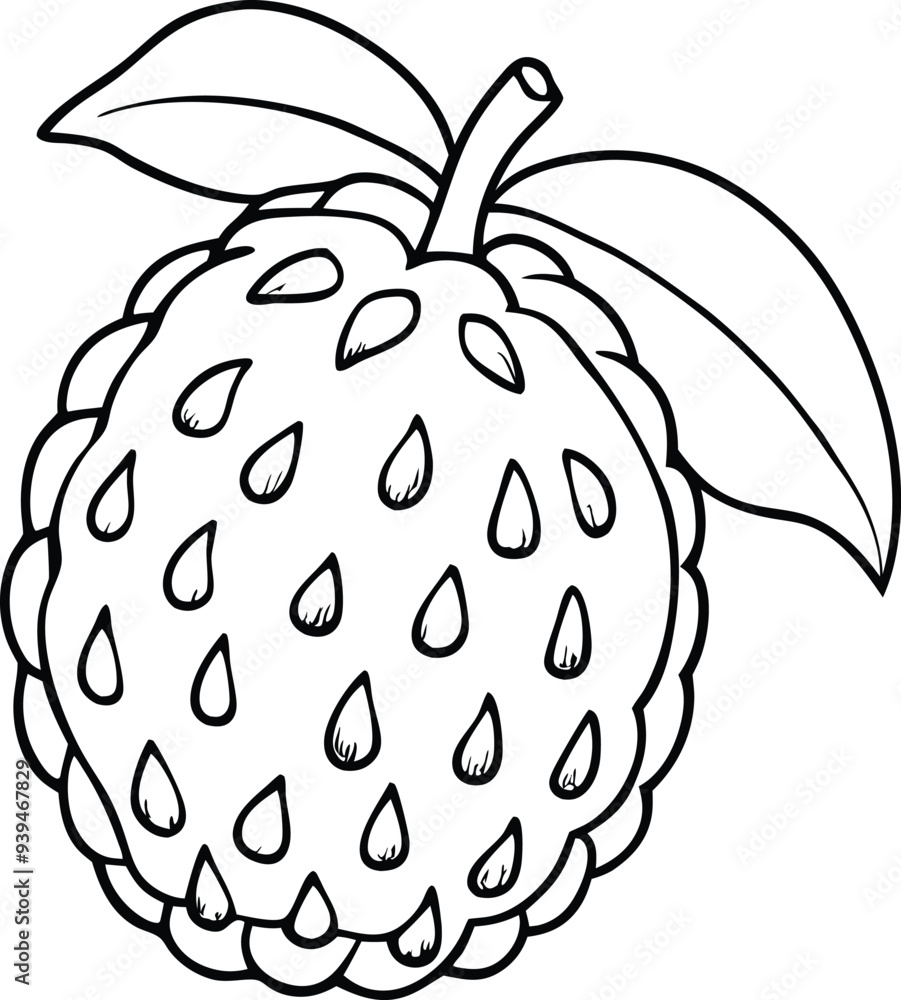 Atemoya fruit line art illustration black and white Atemoya fruit line art illustration black and white