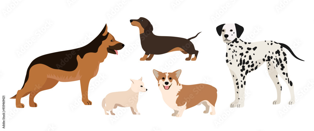 Fototapeta premium Set of five dogs isolated on a white background. Chihuahua, dachshund, shepherd and dalmatian dogs.