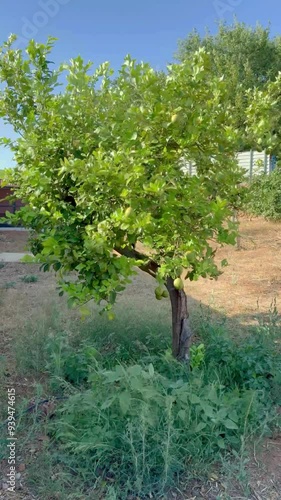 Slow Motion of a Lemon Tree Swaying in the Wind in a Rural Garden