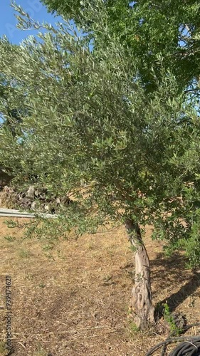 Slow Motion of an Olive Tree Gently Blowing in the Wind