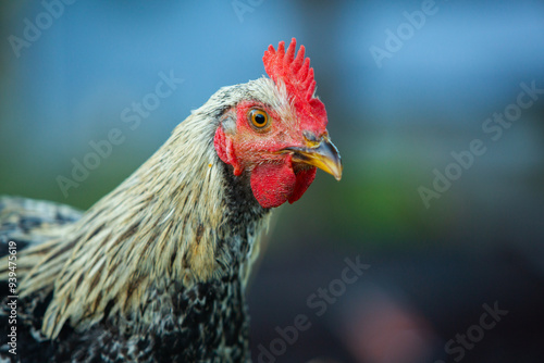 Chicken on green grass in the garden. Village life with domestic birds.