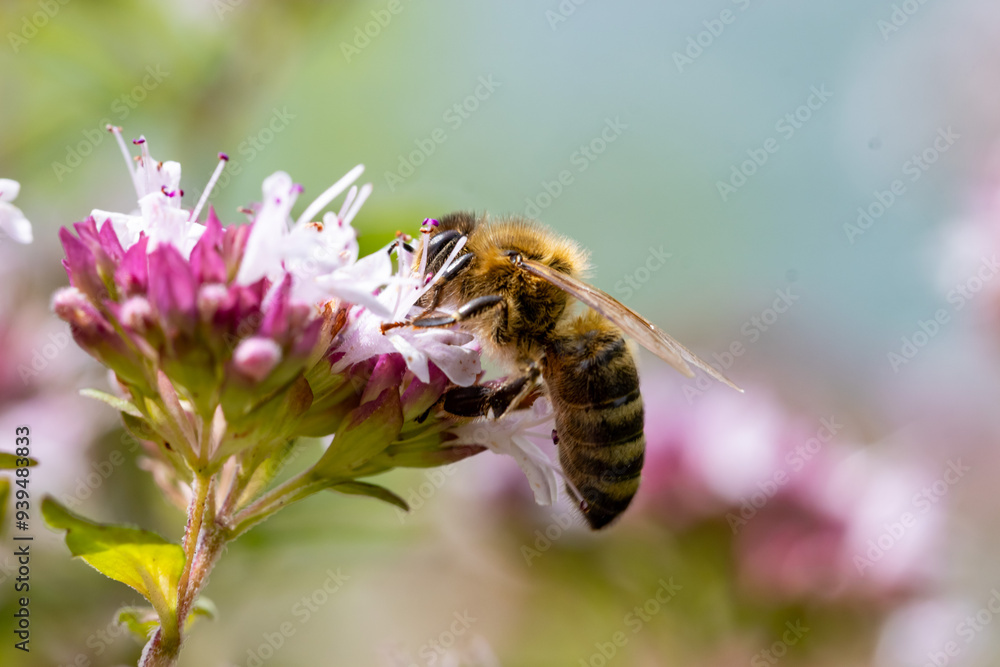 Honigbiene auf Oregano Blühte - Apis mellifera auf Origanum Honigbiene auf Oregano Blühte - Apis mellifera auf Origanum