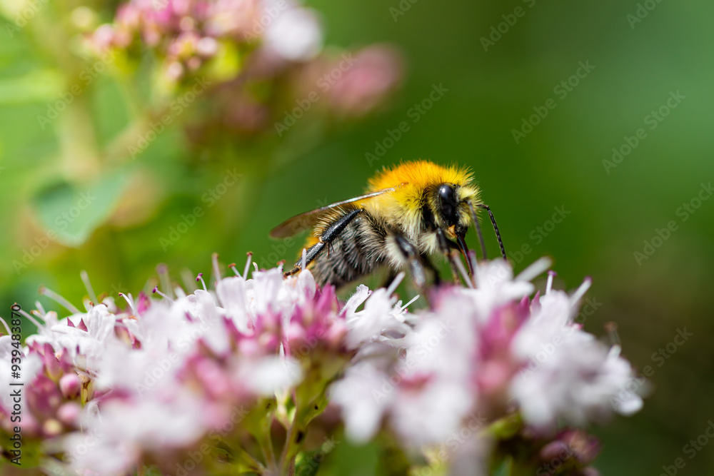 Ackerhummel auf Oregano Blühte - wilde Hummel - Bombus pascuorum auf Origanum Ackerhummel auf Oregano Blühte - wilde Hummel - Bombus pascuorum auf Origanum