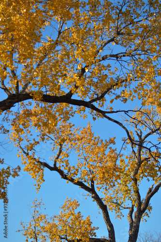 autumn tree in the sky