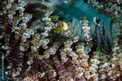 PG Island, Oriental Mindoro Province, Philippines - Close-up of marine life photo