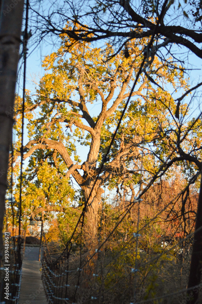 Trees through bridge Trees through bridge