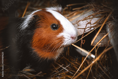 Primo piano di una cavia