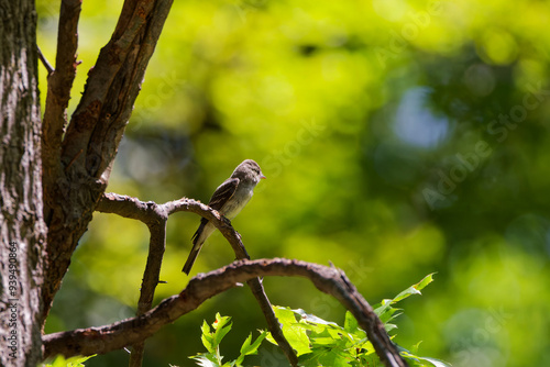 The western wood pewee (Contopus sordidulus) is a small tyrant flycatcher. 