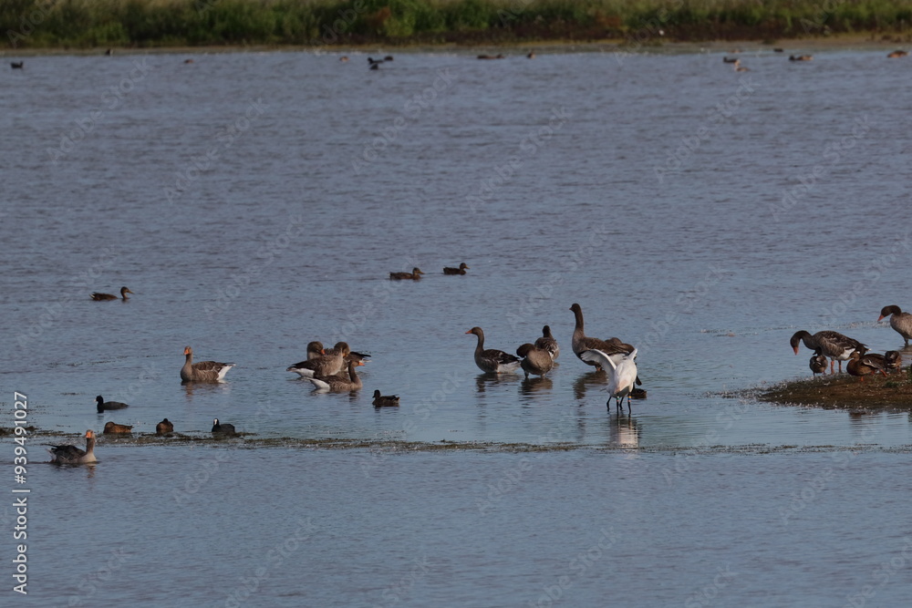 dutch birds dutch birds