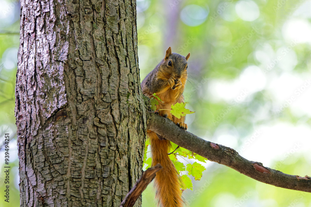 Obraz premium The fox squirrel (Sciurus niger), also known as the eastern fox squirrel or Bryant's fox squirrel. 