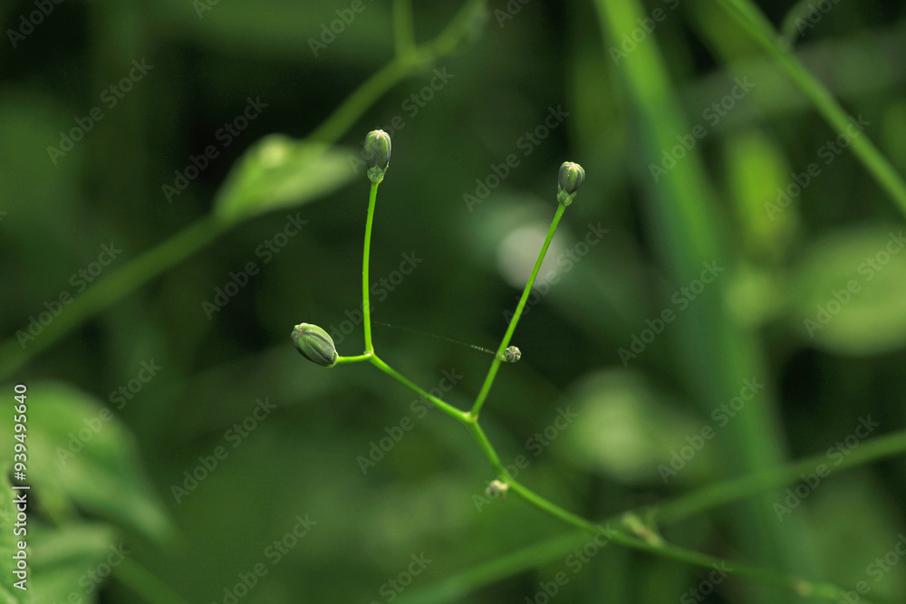 greater quaking grass plant macro photo greater quaking grass plant macro photo