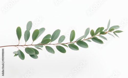 Minimalistic Eucalyptus Branch with Green Leaves on a White Background