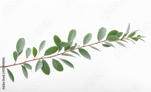 Minimalistic Eucalyptus Branch with Green Leaves on a White Background