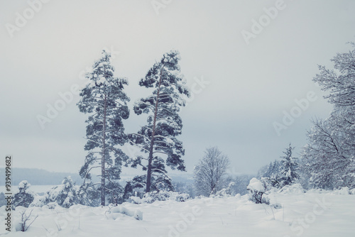 Winter wonderland: tranquil forest with frozen pine trees and snowy landscape