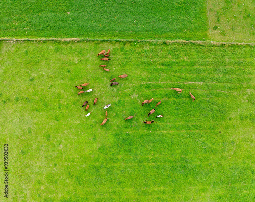 Aerial view of a group of horses on a field.