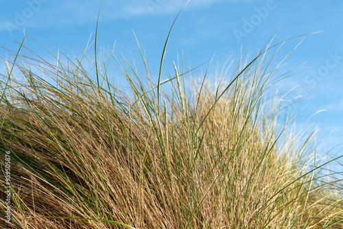 Marram grass on a sand dune