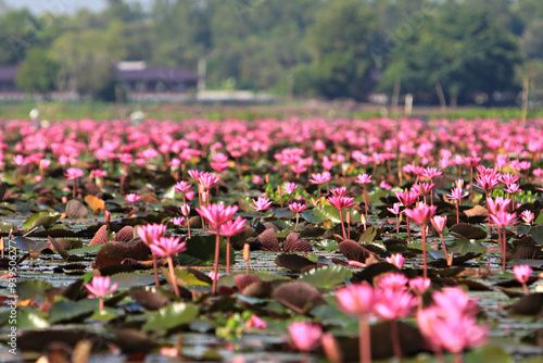 Red Lotus Festival and watching migratory water birds in Thale Noi Non-Hunting Area in Songkhla Lake, Phatthalung Province, Thailand  photo