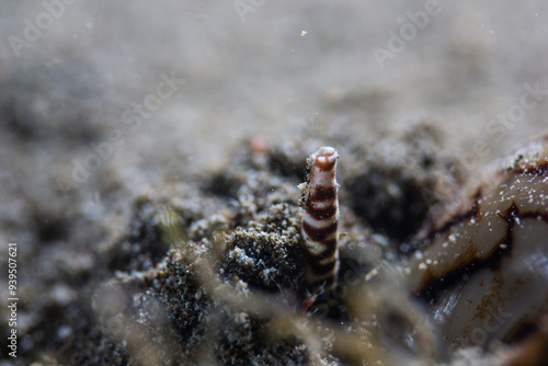 PG Island, Oriental Mindoro Province, Philippines - Close-up of marine life photo