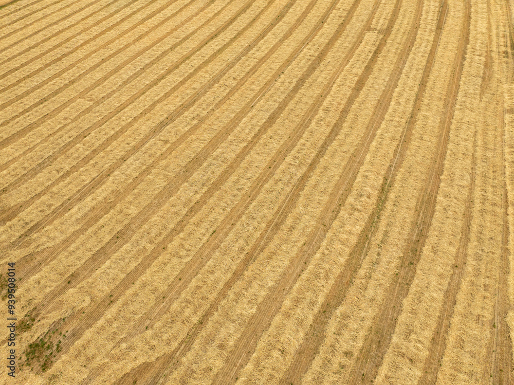 Aerial view of harvested wheat field with straw in rows. Aerial view of harvested wheat field with straw in rows.