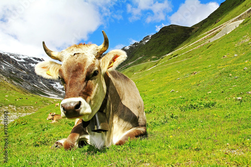 Wallpaper Mural Hübsches junges Braunvieh mit Hörnern und Glocke im Hochgebirge Torontodigital.ca