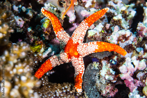 PG Island, Oriental Mindoro Province, Philippines - Close-up of marine life