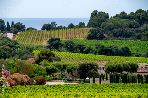 Landscape of French Riviera, view on hills, houses and green vineyards Cotes de Provence, production of rose wine near Saint-Tropez and Pampelonne beach, Var, France photo