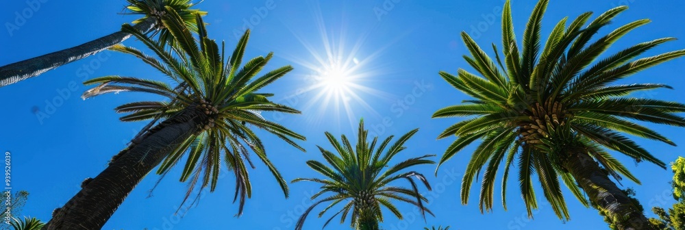 Fototapeta premium Palm Trees Under a Bright Summer Sun