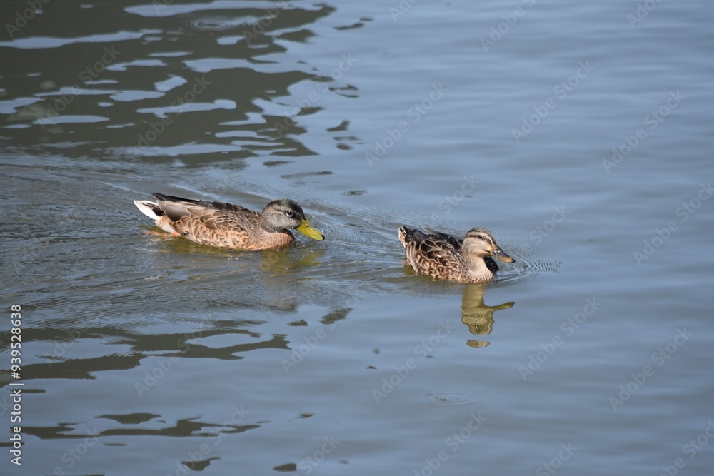 Fototapeta premium mallard duck birds pair in water