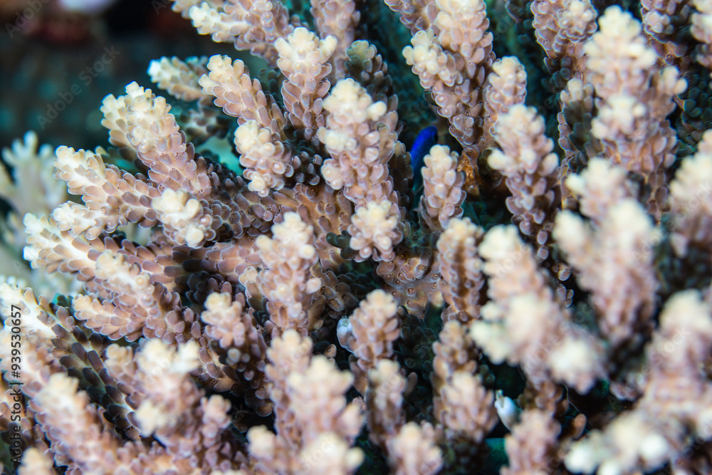 PG Island, Oriental Mindoro Province, Philippines - Close-up of marine life PG Island, Oriental Mindoro Province, Philippines - Close-up of marine life