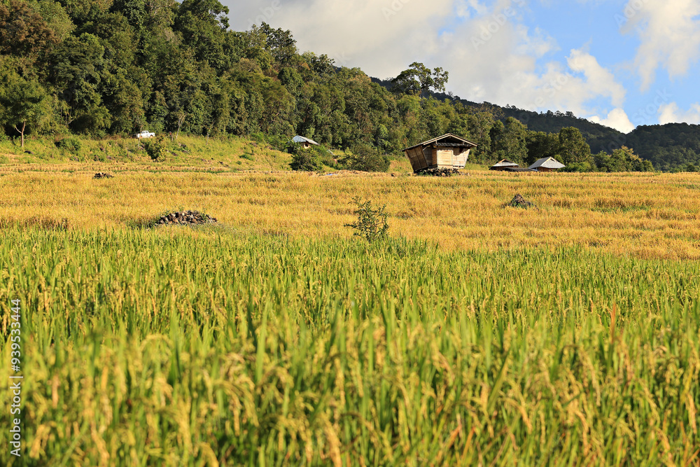Beautiful scenery of Rice fields on terraced of Ban Pa Pong Piang, Mae Chaem, Chiang Mai province, Thailand Beautiful scenery of Rice fields on terraced of Ban Pa Pong Piang, Mae Chaem, Chiang Mai province, Thailand