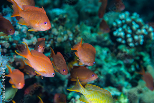 PG Island, Oriental Mindoro Province, Philippines - Close-up of marine life photo