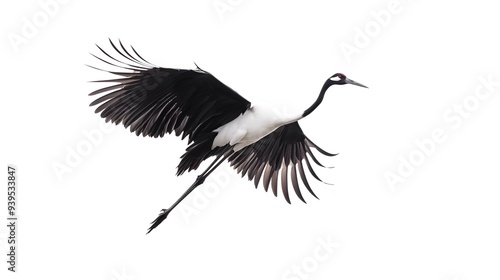 Majestic Mystic Crane Bird with Graceful Feathers, Isolated on White Background