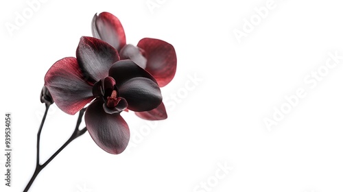 Stunning Elegant Orchid in Full Bloom, Isolated on White Background