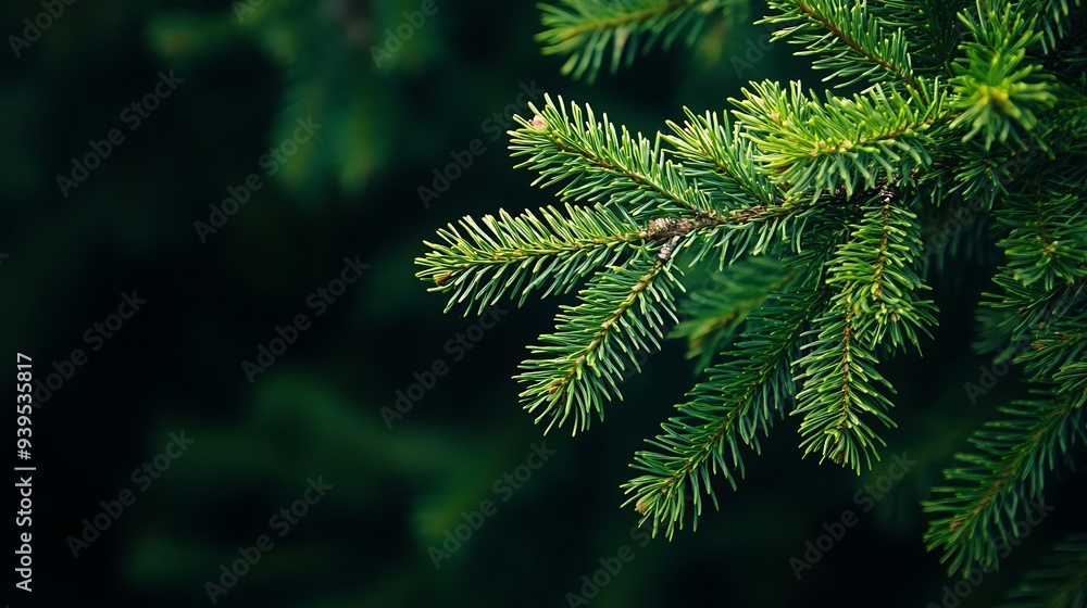 a close-up of a green fir tree branch on a black background a close-up of a green fir tree branch on a black background