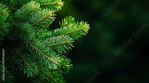 a close-up of a green fir tree branch on a black background 