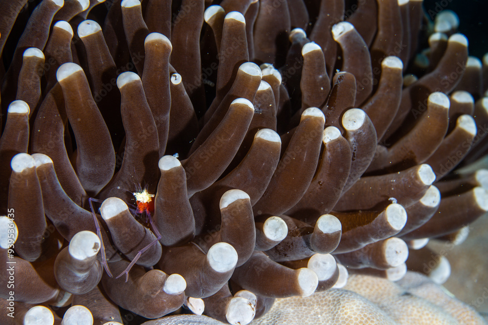 PG Island, Oriental Mindoro Province, Philippines - Close-up of marine life PG Island, Oriental Mindoro Province, Philippines - Close-up of marine life